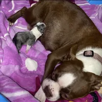 Bella, a female Boston Terrier for sale in Lake in the Hills, IL – Photo 10 of 10