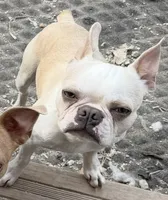 Noah , a male Boston Terrier for sale in Lake in the Hills, IL – 2 of 4