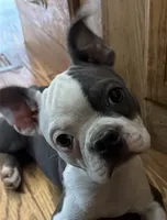 Henry, a male Boston Terrier for sale in Lake in the Hills, IL – 2 of 10