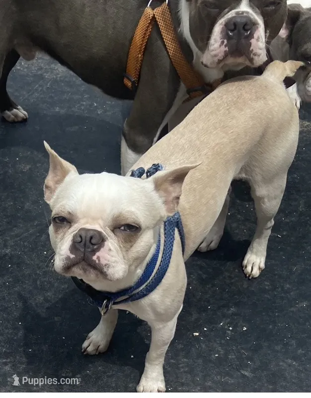 Noah  – Boston Terrier puppy for sale in Lake in the Hills, IL