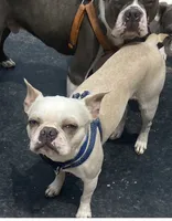 Noah , a male Boston Terrier for sale in Lake in the Hills, IL – 1 of 4