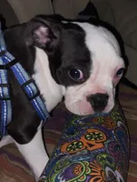 Moses, a male Boston Terrier for sale in Lake in the Hills, IL – Photo 5 of 10