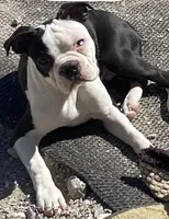 Moses, a male Boston Terrier for sale in Lake in the Hills, IL – Photo 6 of 10
