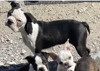 Moses, a male Boston Terrier for sale in Lake in the Hills, IL – Photo 10 of 10