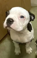 Moses, a male Boston Terrier for sale in Lake in the Hills, IL – Photo 7 of 10