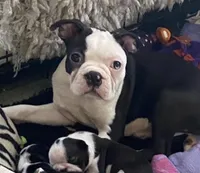 Moses, a male Boston Terrier for sale in Lake in the Hills, IL – Photo 2 of 10
