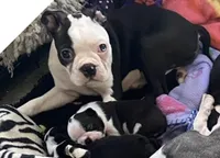 Moses, a male Boston Terrier for sale in Lake in the Hills, IL – Photo 1 of 10