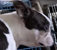 Bianca “Binki”, a female Boston Terrier for sale in Lake in the Hills, IL – Photo 3 of 8