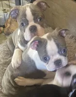 Bianca “Binki”, a female Boston Terrier for sale in Lake in the Hills, IL – Photo 7 of 8