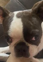 Bianca “Binki”, a female Boston Terrier for sale in Lake in the Hills, IL – Photo 5 of 8