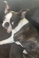 Bianca “Binki”, a female Boston Terrier for sale in Lake in the Hills, IL – Photo 1 of 8