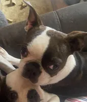 Bianca “Binki”, a female Boston Terrier for sale in Lake in the Hills, IL – Photo 2 of 8