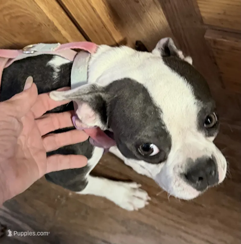 Lavern – Boston Terrier puppy for sale in Lake in the Hills, IL