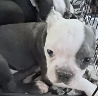 Henry, a male Boston Terrier for sale in Lake in the Hills, IL – 6 of 9
