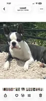 Sara is spayed, a female Boston Terrier for sale in Lake in the Hills, IL – 2 of 2