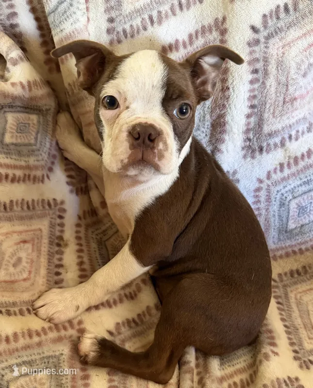 Reba – Boston Terrier puppy for sale in Lake in the Hills, IL