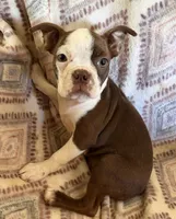 Reba, a female Boston Terrier for sale in Lake in the Hills, IL – 6 of 9