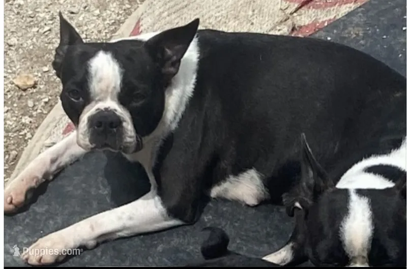 Magdalena  – Boston Terrier puppy for sale in Lake in the Hills, IL