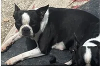 Magdalena , a female Boston Terrier for sale in Lake in the Hills, IL – 1 of 6