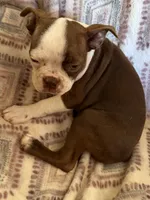 Reba, a female Boston Terrier for sale in Lake in the Hills, IL – 2 of 9