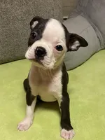 Henry, a male Boston Terrier for sale in Lake in the Hills, IL – Photo 7 of 10