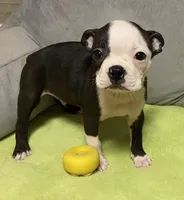 Henry, a male Boston Terrier for sale in Lake in the Hills, IL – Photo 4 of 10