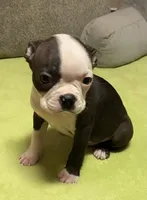 Henry, a male Boston Terrier for sale in Lake in the Hills, IL – Photo 2 of 10