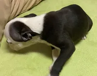 Henry, a male Boston Terrier for sale in Lake in the Hills, IL – Photo 3 of 10