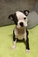 Henry, a male Boston Terrier for sale in Lake in the Hills, IL – Photo 8 of 10