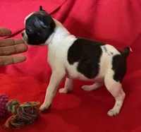 Naomi, a female Boston Terrier for sale in Lake in the Hills, IL – Photo 2 of 8