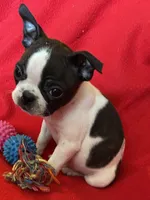 Naomi, a female Boston Terrier for sale in Lake in the Hills, IL – Photo 6 of 8