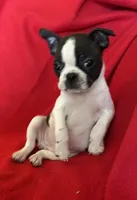 Naomi, a female Boston Terrier for sale in Lake in the Hills, IL – Photo 3 of 8