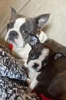 Naomi, a female Boston Terrier for sale in Lake in the Hills, IL – Photo 5 of 8