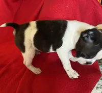 Naomi, a female Boston Terrier for sale in Lake in the Hills, IL – Photo 7 of 8