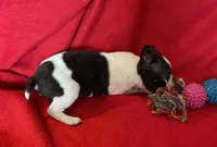 Naomi, a female Boston Terrier for sale in Lake in the Hills, IL – Photo 8 of 8