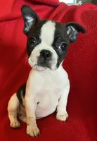 Naomi, a female Boston Terrier for sale in Lake in the Hills, IL – Photo 1 of 8
