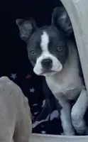 Bella, a female Boston Terrier for sale in Lake in the Hills, IL – Photo 2 of 5
