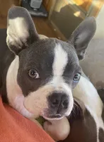 Bella, a female Boston Terrier for sale in Lake in the Hills, IL – Photo 5 of 5