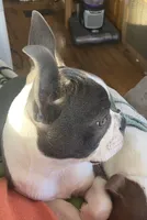 Bella, a female Boston Terrier for sale in Lake in the Hills, IL – Photo 4 of 5