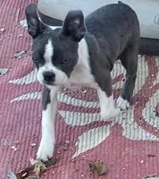Bella, a female Boston Terrier for sale in Lake in the Hills, IL – Photo 3 of 5