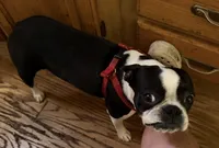 Magdalena , a female Boston Terrier for sale in Lake in the Hills, IL – 3 of 6