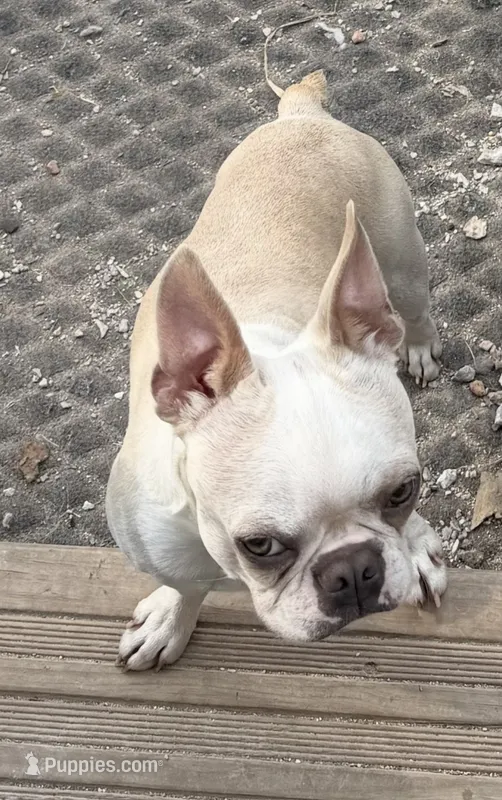 Noah  – Boston Terrier puppy for sale in Lake in the Hills, IL
