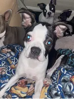 Athena, a female Boston Terrier for sale in Lake in the Hills, IL – Photo 2 of 5