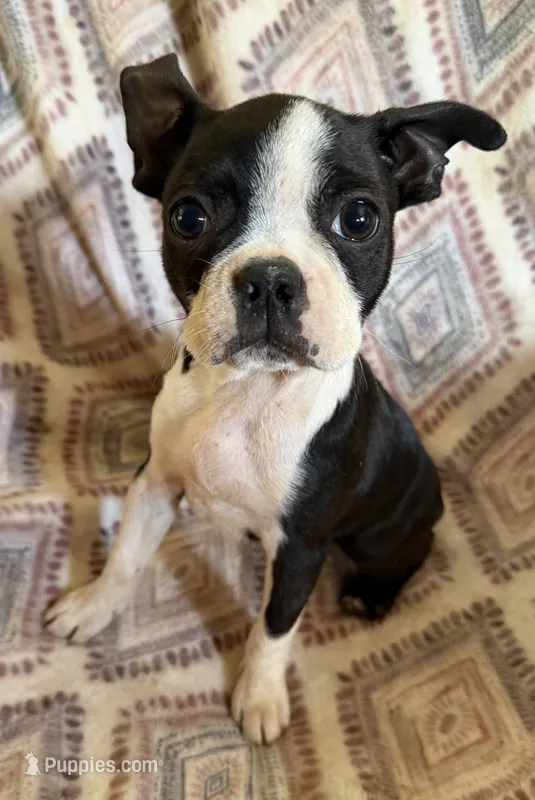Maggie Mae – Boston Terrier puppy for sale in Lake in the Hills, IL