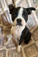Maggie Mae, a female Boston Terrier for sale in Lake in the Hills, IL – 2 of 7