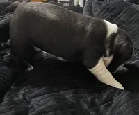 Mark, a male Boston Terrier for sale in Lake in the Hills, IL – 4 of 7