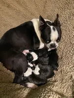 Samuel, a male Boston Terrier for sale in Lake in the Hills, IL – Photo 9 of 10