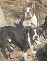 Samuel, a male Boston Terrier for sale in Lake in the Hills, IL – Photo 5 of 10