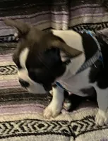 Samuel, a male Boston Terrier for sale in Lake in the Hills, IL – Photo 6 of 10