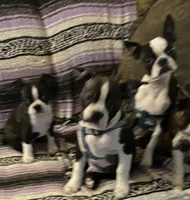 Samuel, a male Boston Terrier for sale in Lake in the Hills, IL – Photo 4 of 10